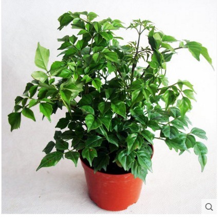 盆栽平安树黄叶怎么回事,平安树叶子下垂干枯掉落怎么办