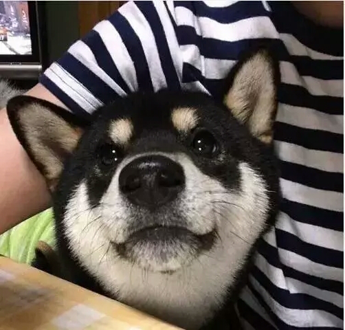 这只浑圆邪魅的黑色柴柴，这样的大饼脸，我一口可以吃两个！