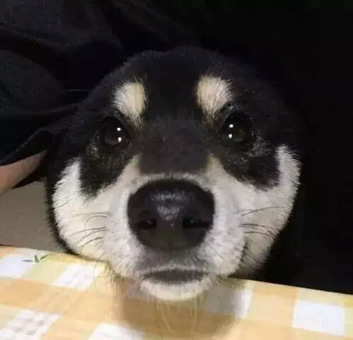 这只浑圆邪魅的黑色柴柴，这样的大饼脸，我一口可以吃两个！