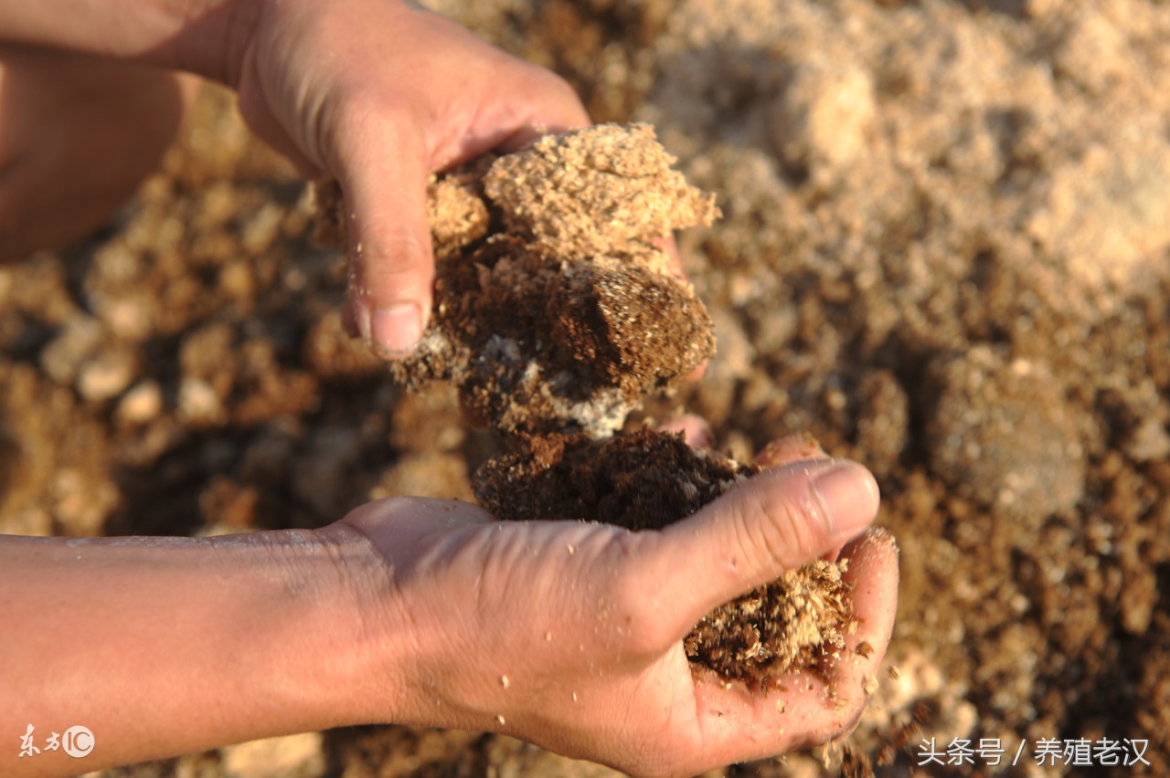 养殖去霉剂,霉菌毒素脱霉剂的种类及选择方法