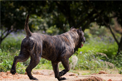 加纳利犬吃什么食物,加纳利吃什么食物最好