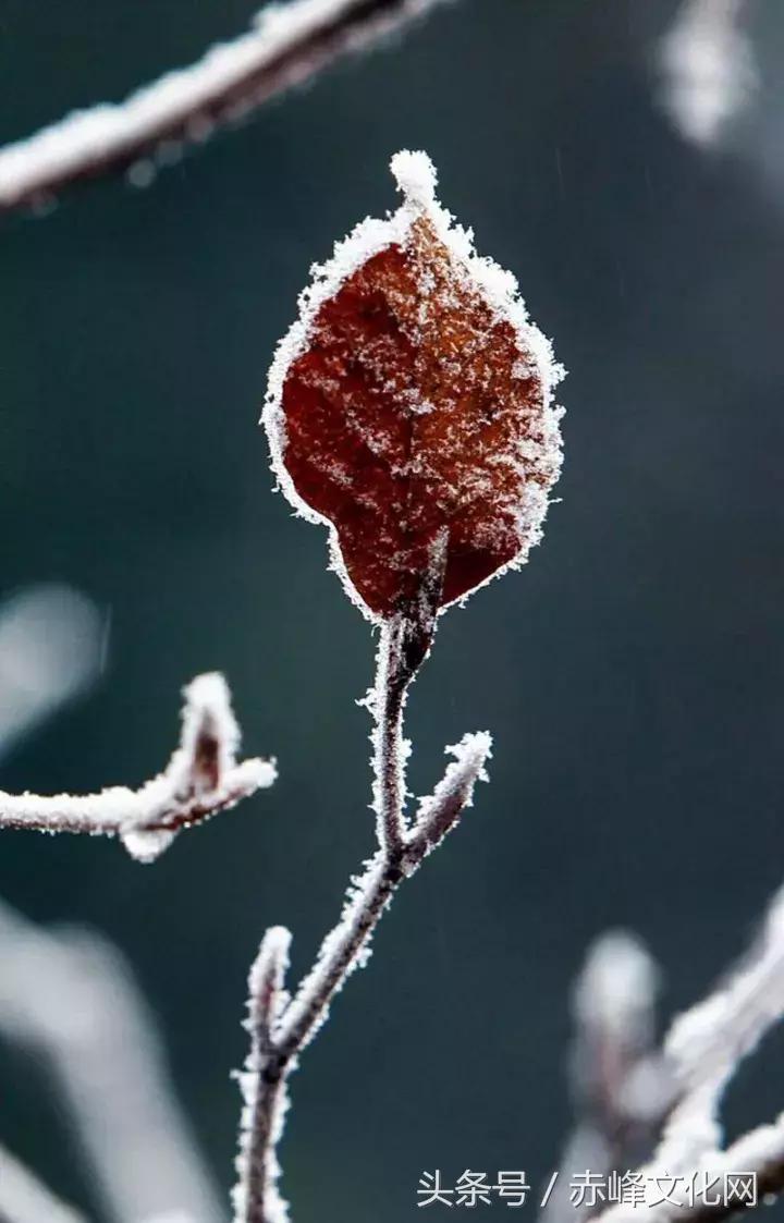 枯草霜花白寒窗月影是什么意思,枯草霜花白寒窗月影新的意思