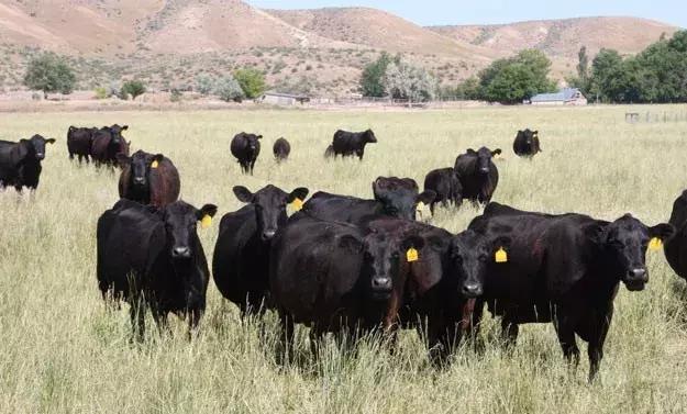 汉堡店最贵的汉堡哪个更好吃,你们觉得什么价格的汉堡最好吃