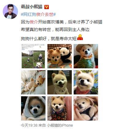 日本网红俊介犬,日本网红柴犬俊介