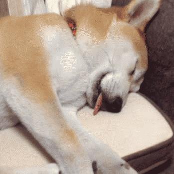 日本网红俊介犬,日本网红柴犬俊介