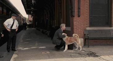 日本网红俊介犬,日本网红柴犬俊介
