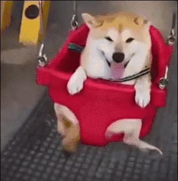 日本网红俊介犬,日本网红柴犬俊介