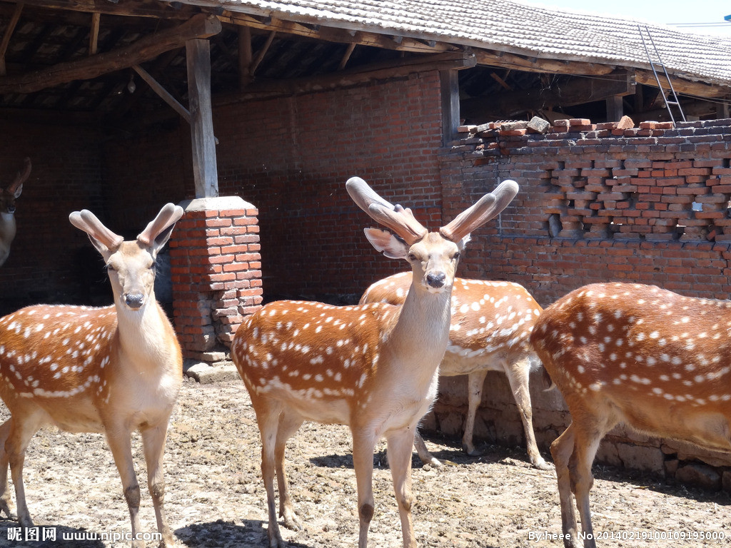 驾起“鹿车”闯天下，从一个偏僻山村大学生到如今身价过亿