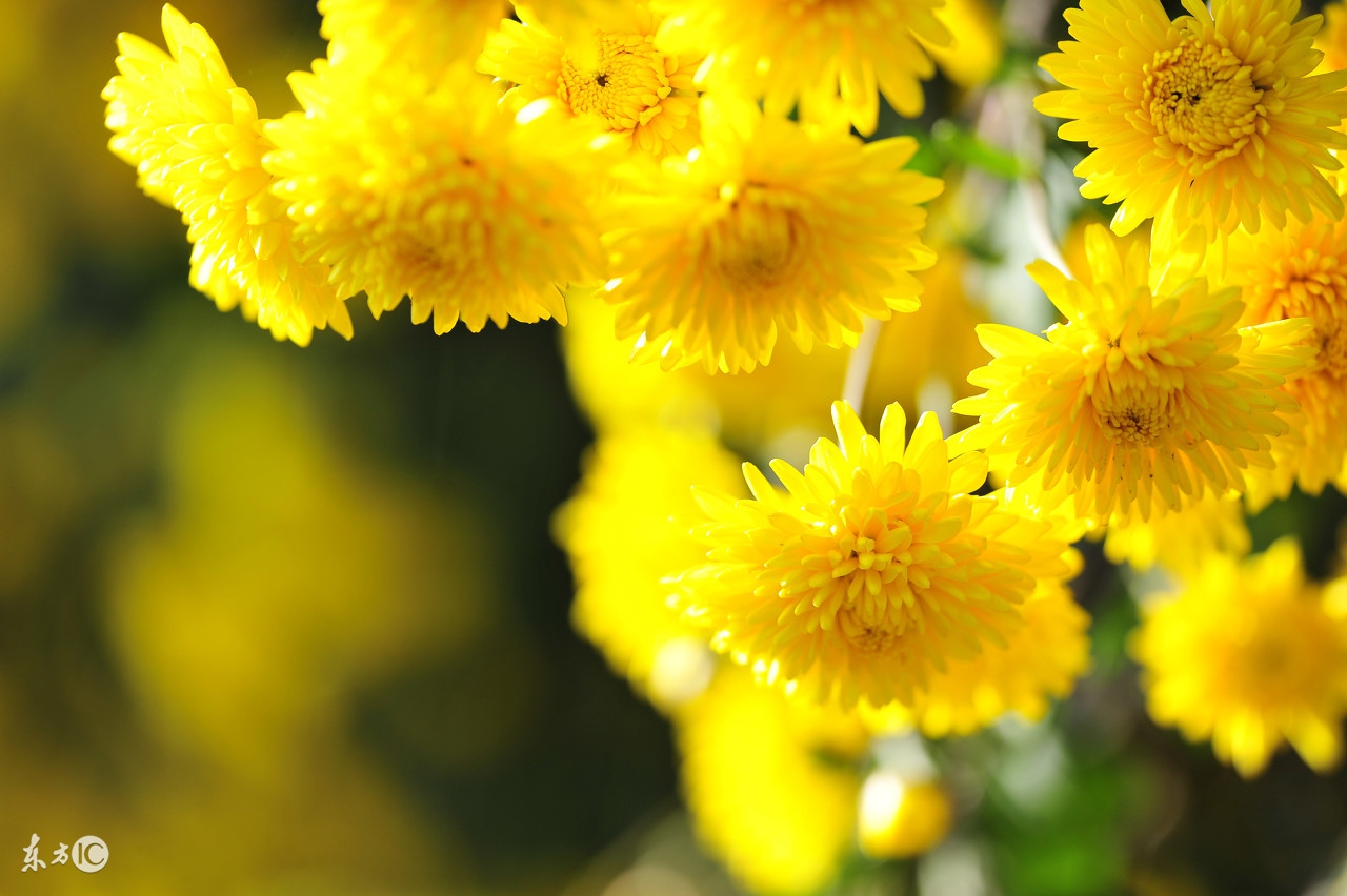 菊花唯美诗句图,关于菊花的诗句图片