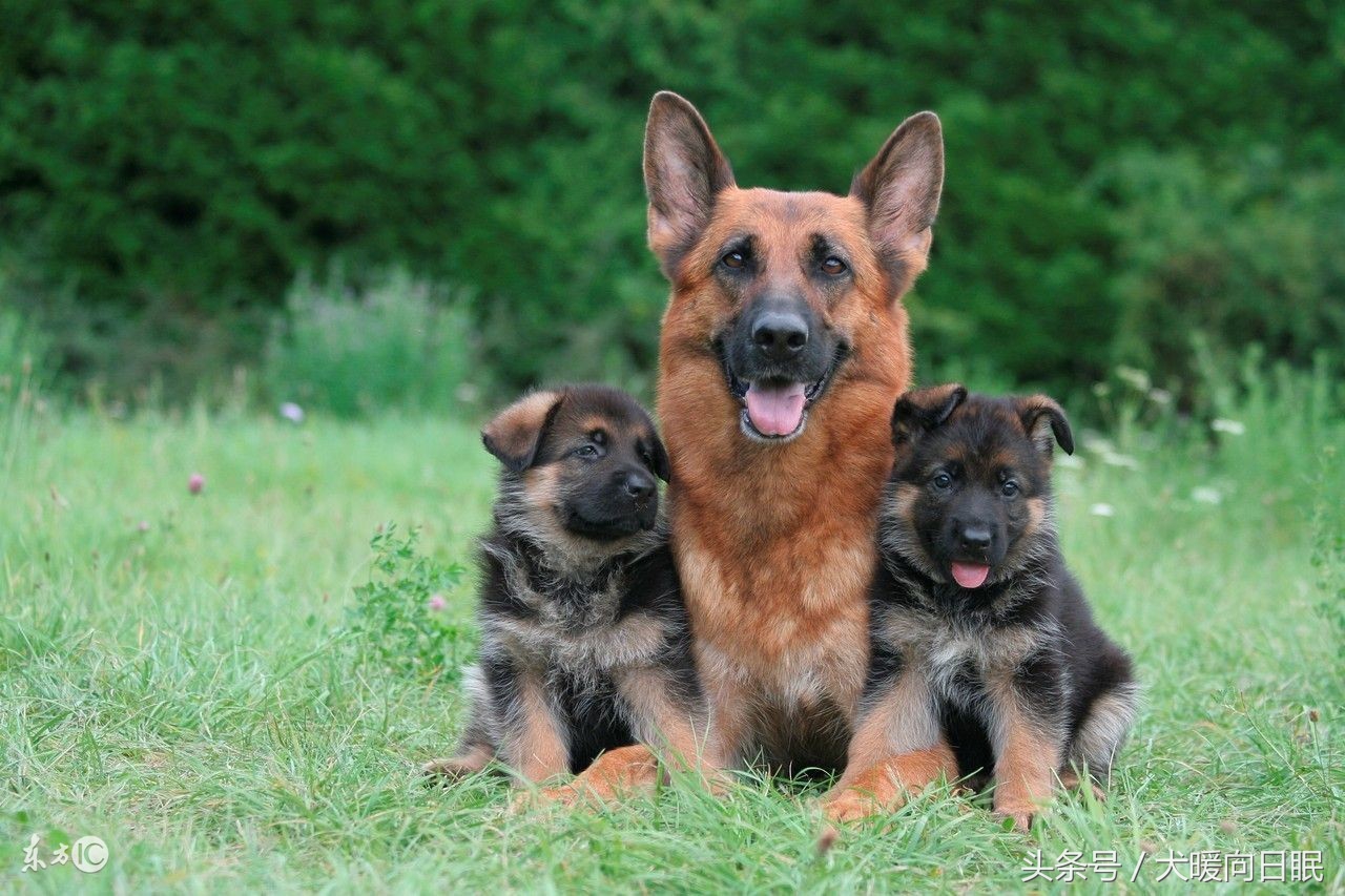德国牧羊犬拉稀吃什么药,德国牧羊犬掉毛厉害解决方法