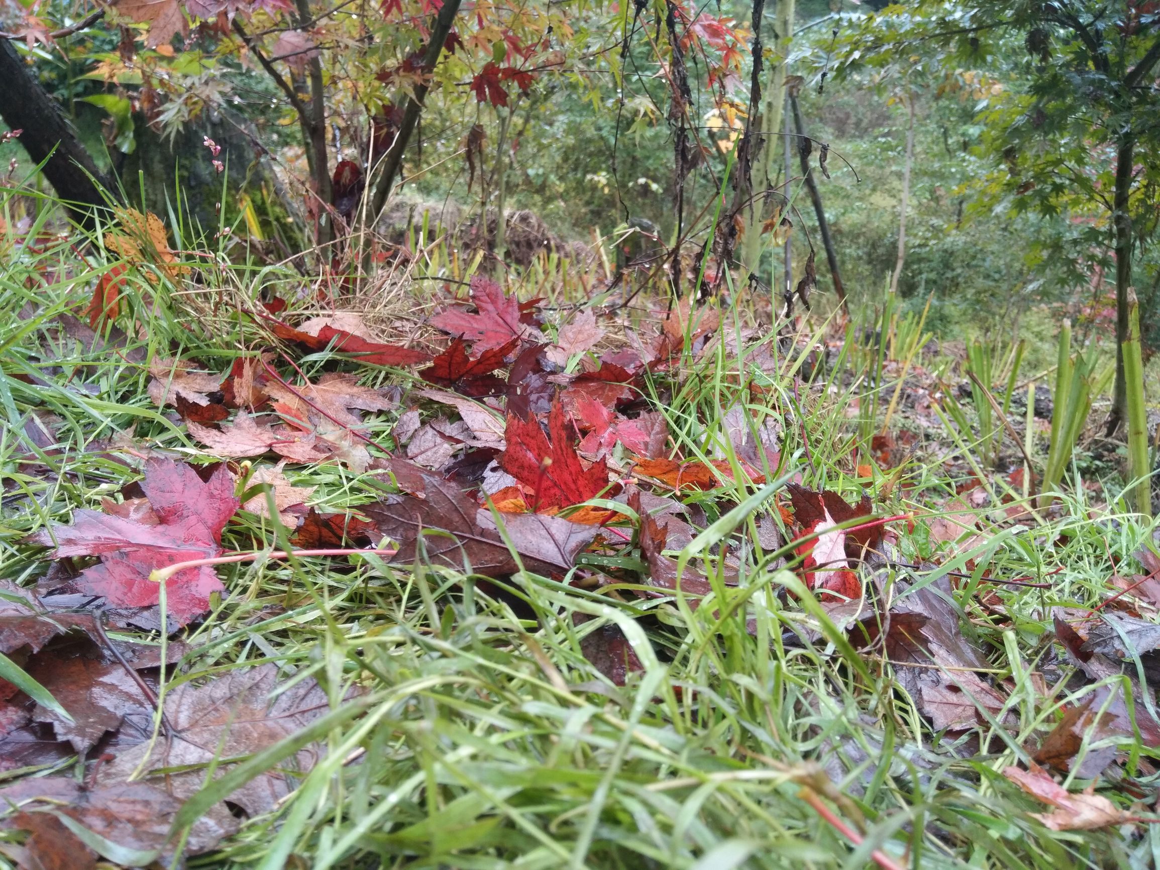 德阳红枫岭旅游,德阳市什邡市红枫岭景区