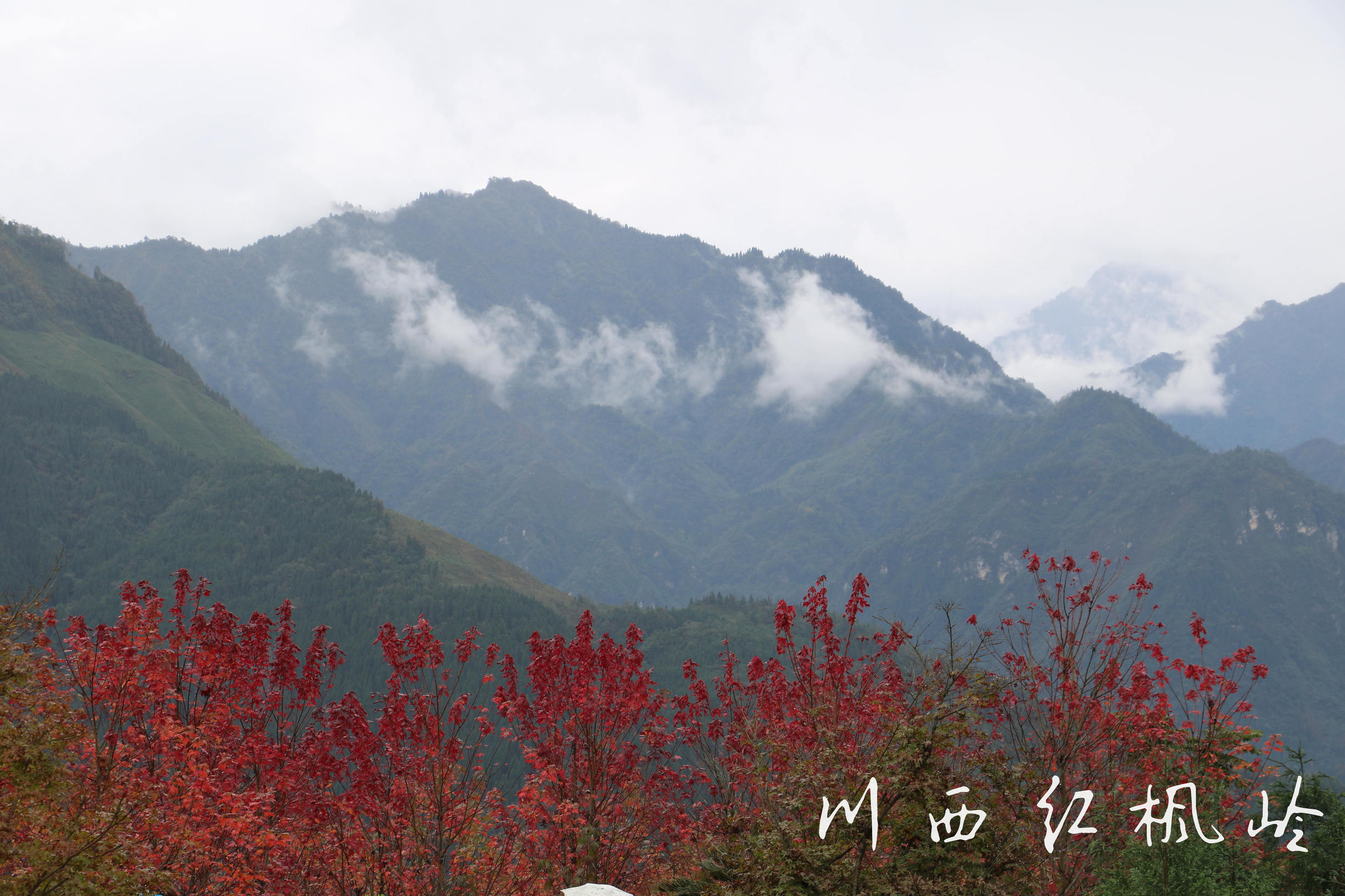 德阳红枫岭旅游,德阳市什邡市红枫岭景区