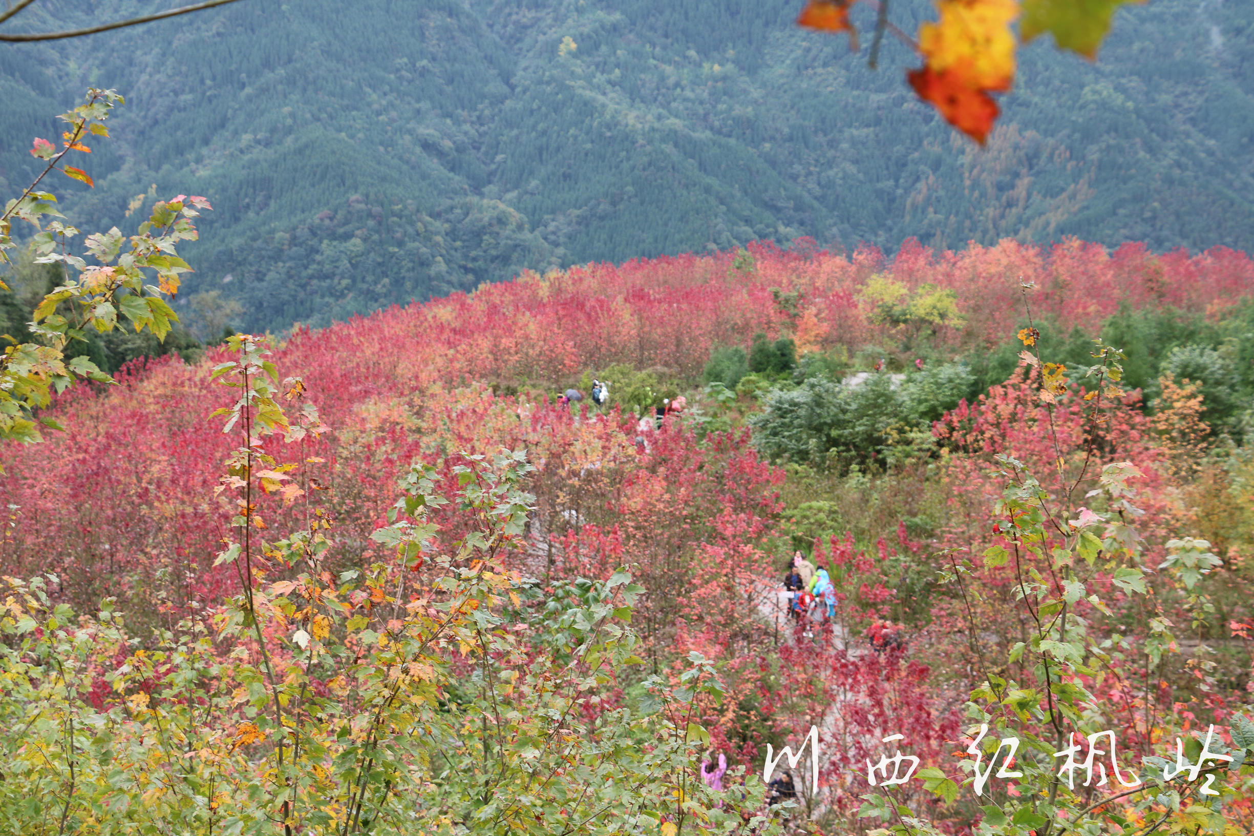 德阳红枫岭旅游,德阳市什邡市红枫岭景区