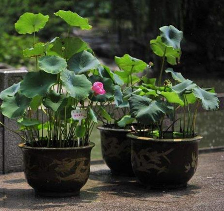 盆栽荷花好不好养,盆栽荷花不长怎么办