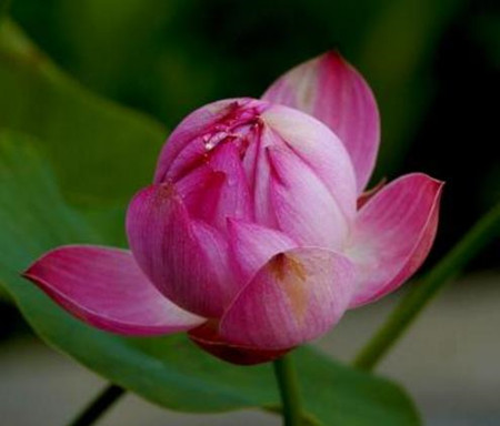 盆栽荷花好不好养,盆栽荷花不长怎么办