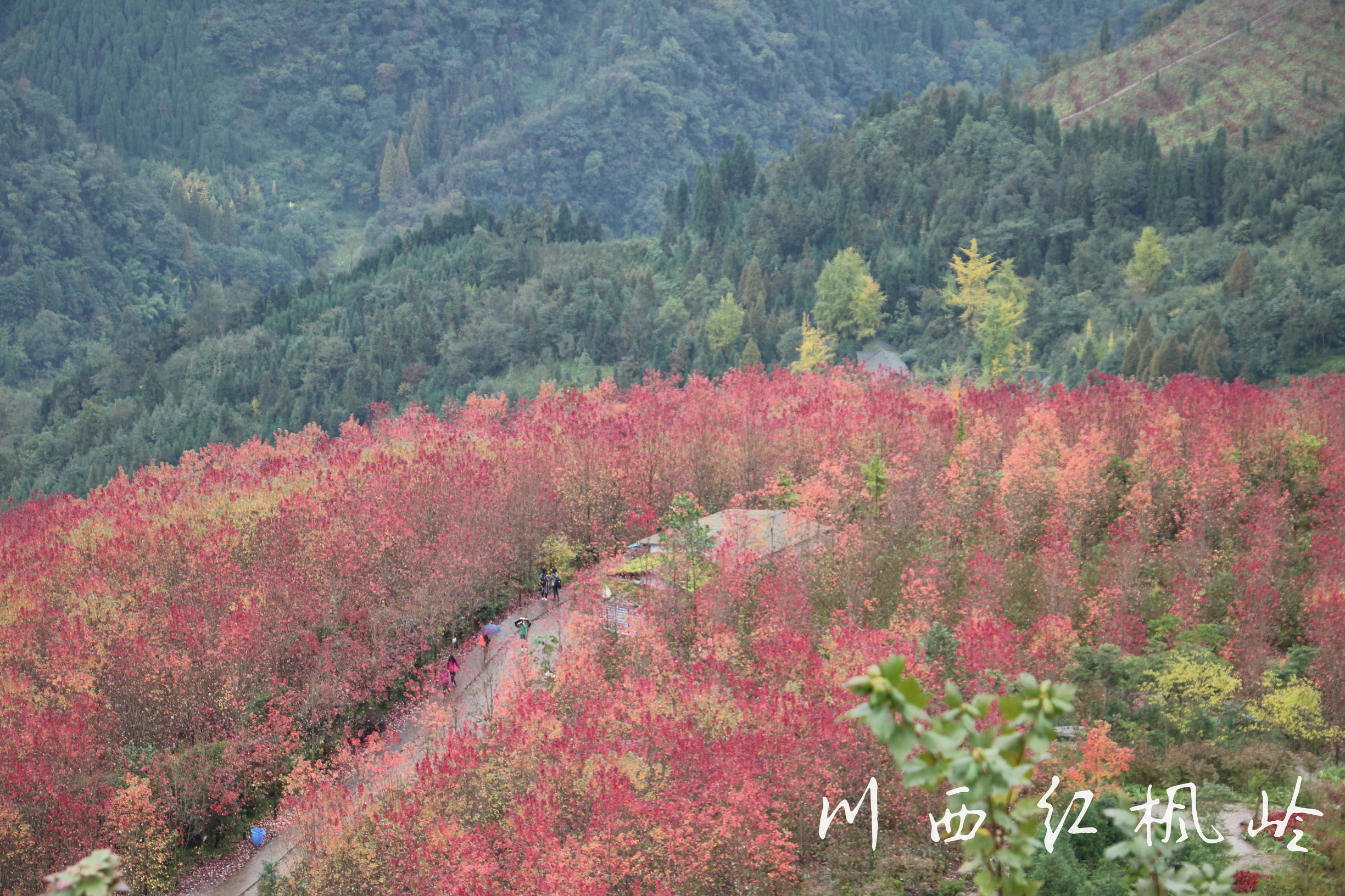 德阳红枫岭旅游,德阳市什邡市红枫岭景区