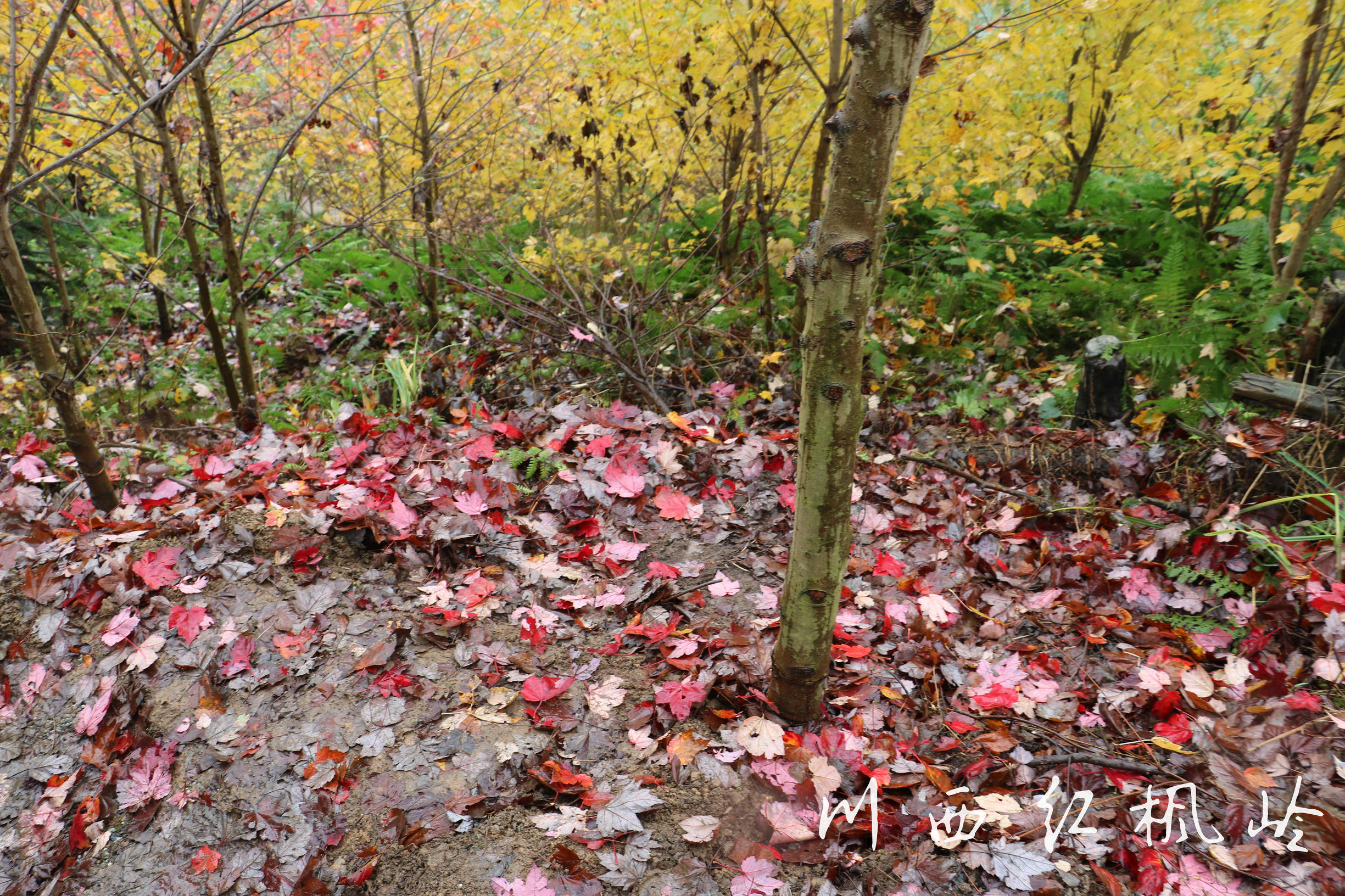 德阳红枫岭旅游,德阳市什邡市红枫岭景区