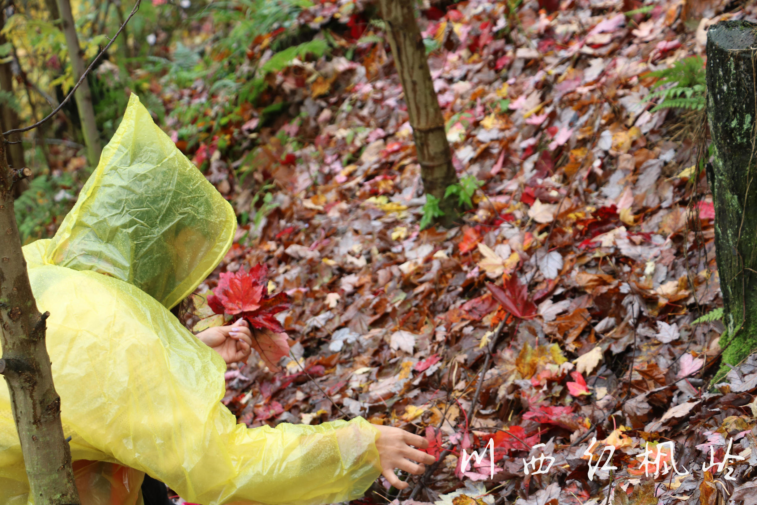 德阳红枫岭旅游,德阳市什邡市红枫岭景区