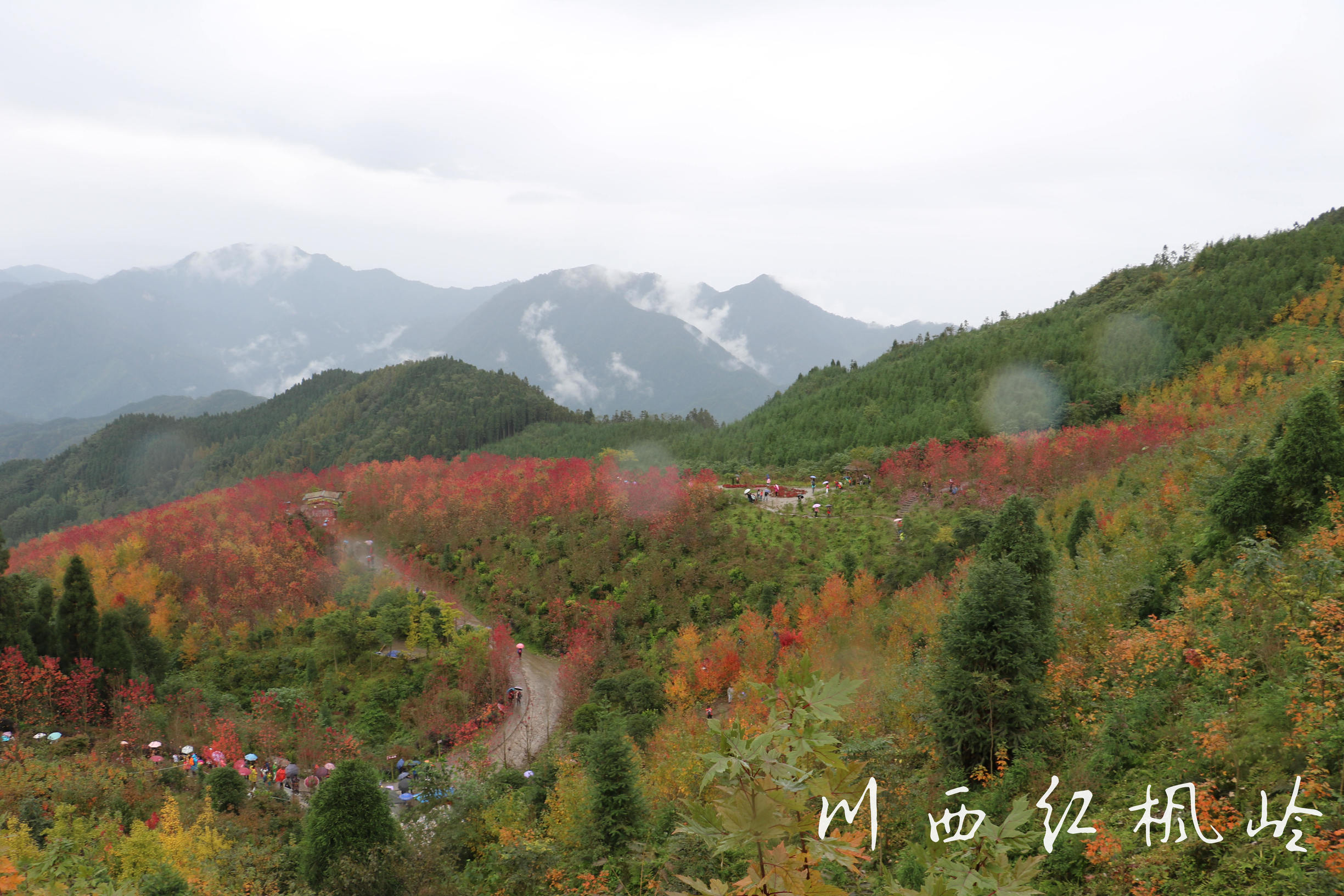 德阳红枫岭旅游,德阳市什邡市红枫岭景区