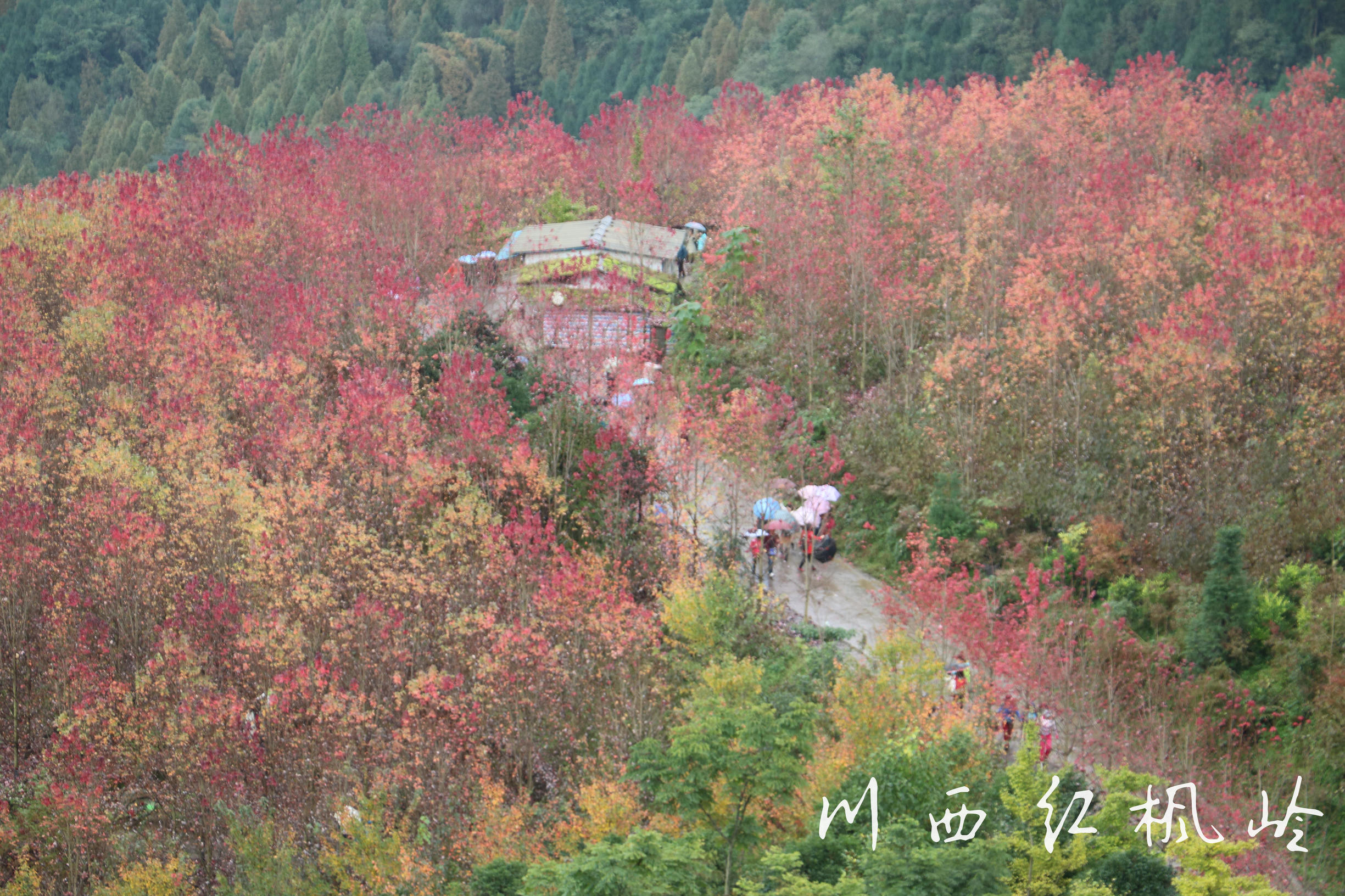 德阳红枫岭旅游,德阳市什邡市红枫岭景区