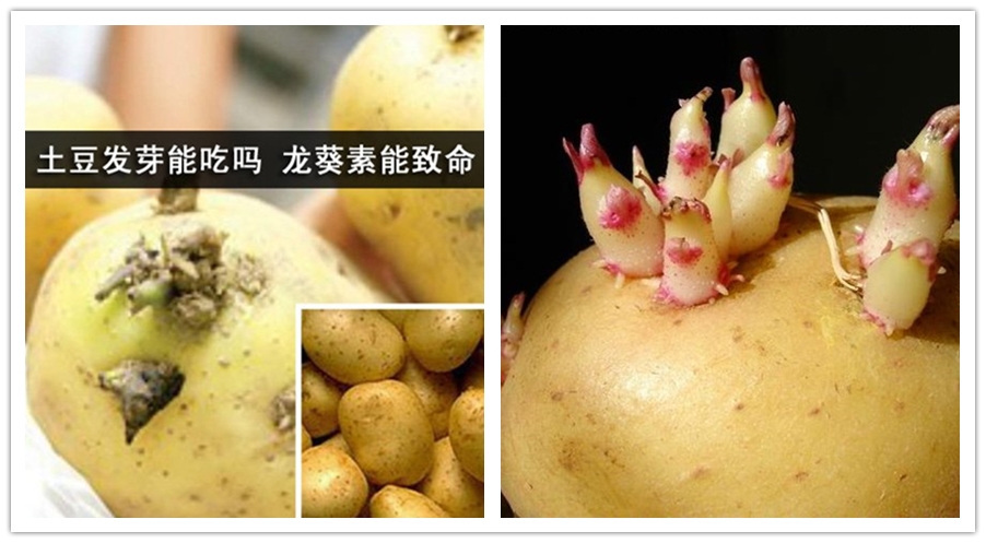 吃错粮食中毒要怎么解毒,吃错食物中毒什么是解药