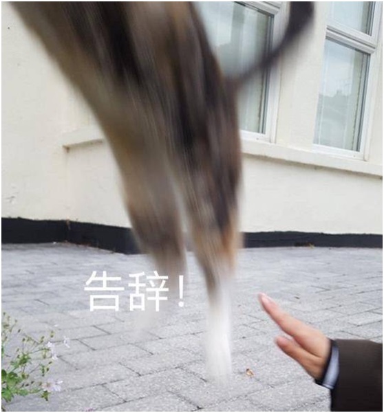 避雷针观影,避雷针电影观看