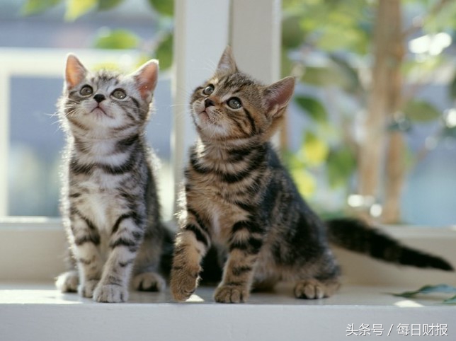 没开美股账户?没关系,用这种方式也能分享飞涨的BAT股票红利