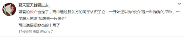 日本网红俊介犬,日本网红柴犬俊介