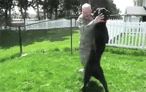 日本网红俊介犬,日本网红柴犬俊介