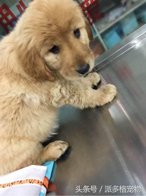 捡到一只小金毛,夫妻俩救助一只濒死的小金毛