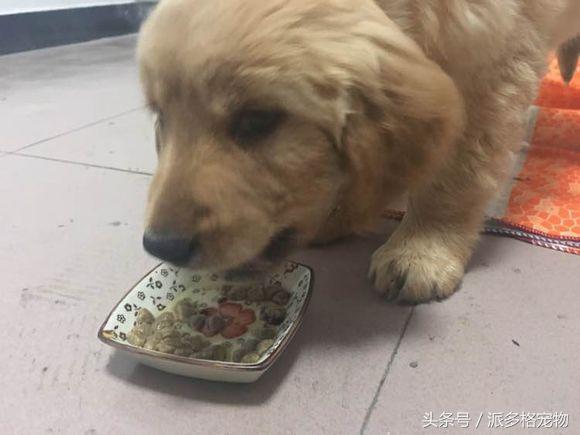 捡到一只小金毛,夫妻俩救助一只濒死的小金毛