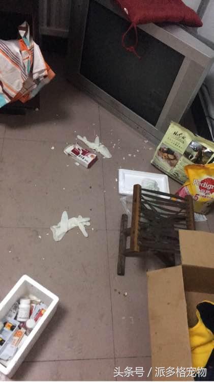 捡到一只小金毛,夫妻俩救助一只濒死的小金毛