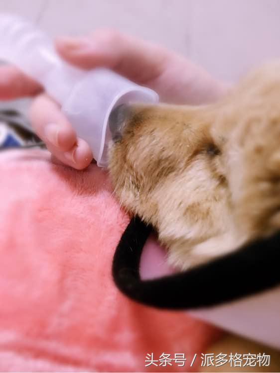 捡到一只小金毛,夫妻俩救助一只濒死的小金毛