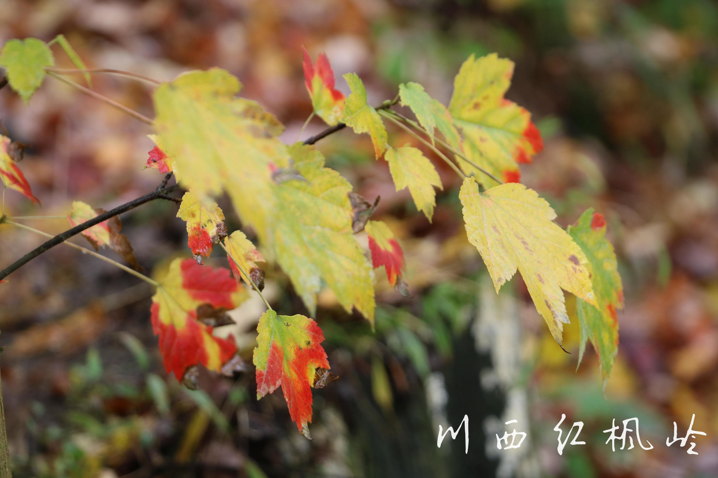 德阳红枫岭旅游,德阳市什邡市红枫岭景区