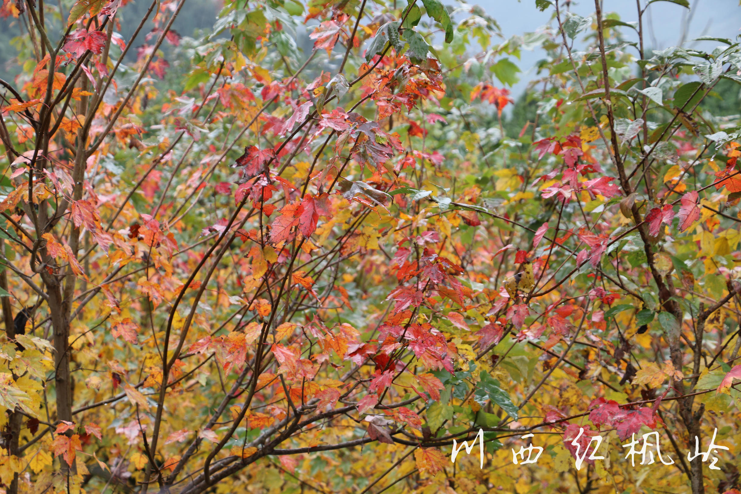 德阳红枫岭旅游,德阳市什邡市红枫岭景区