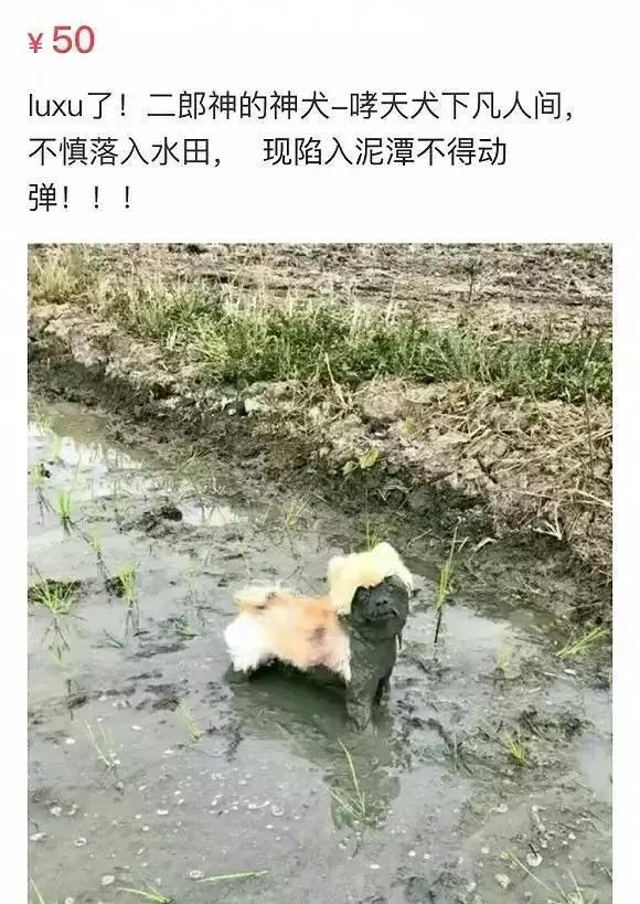 闲鱼上的奇葩东西整理,闲鱼上的那些不可思议的东西