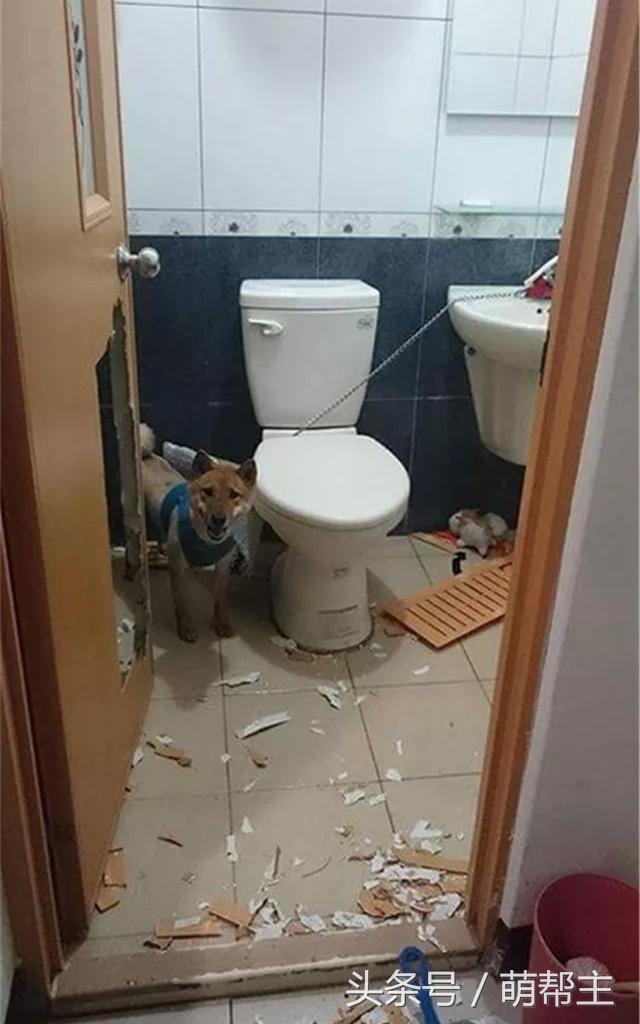 狗子撕家原因,狗子撕家里东西