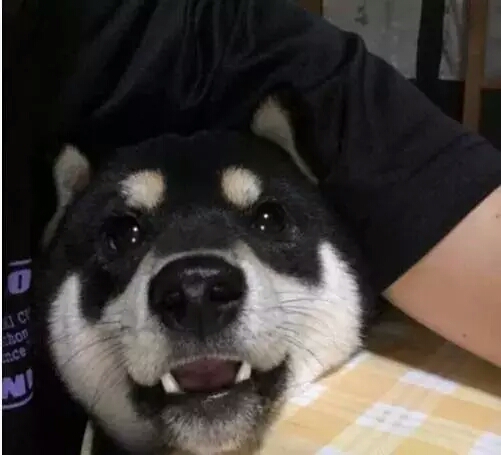 这只浑圆邪魅的黑色柴柴，这样的大饼脸，我一口可以吃两个！