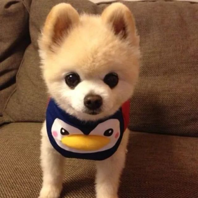 日本网红俊介犬,日本网红柴犬俊介