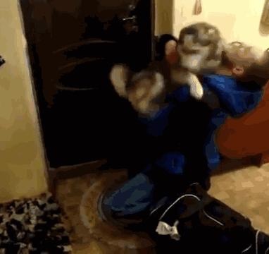 日本网红俊介犬,日本网红柴犬俊介