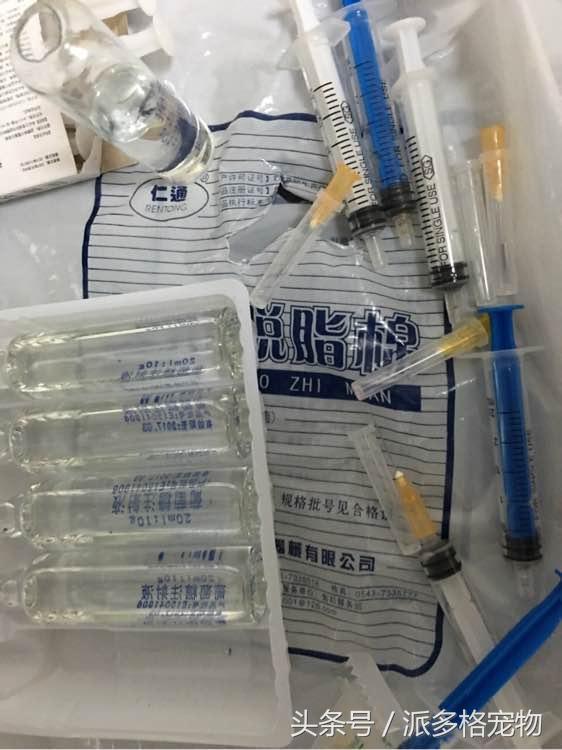 捡到一只小金毛,夫妻俩救助一只濒死的小金毛