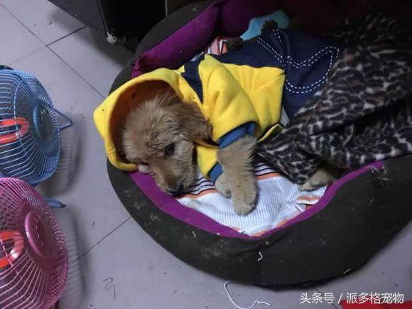 捡到一只小金毛,夫妻俩救助一只濒死的小金毛