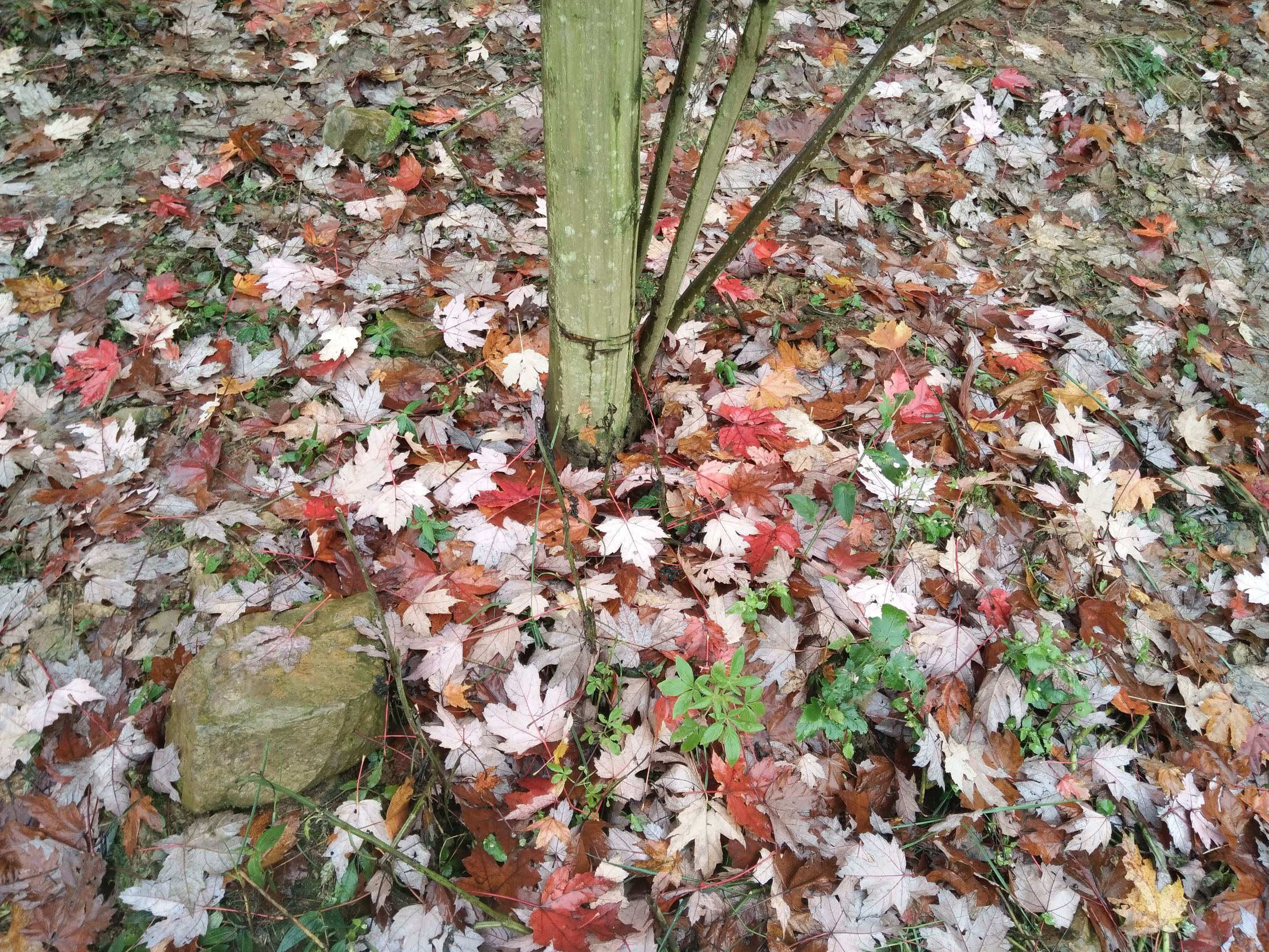 德阳红枫岭旅游,德阳市什邡市红枫岭景区