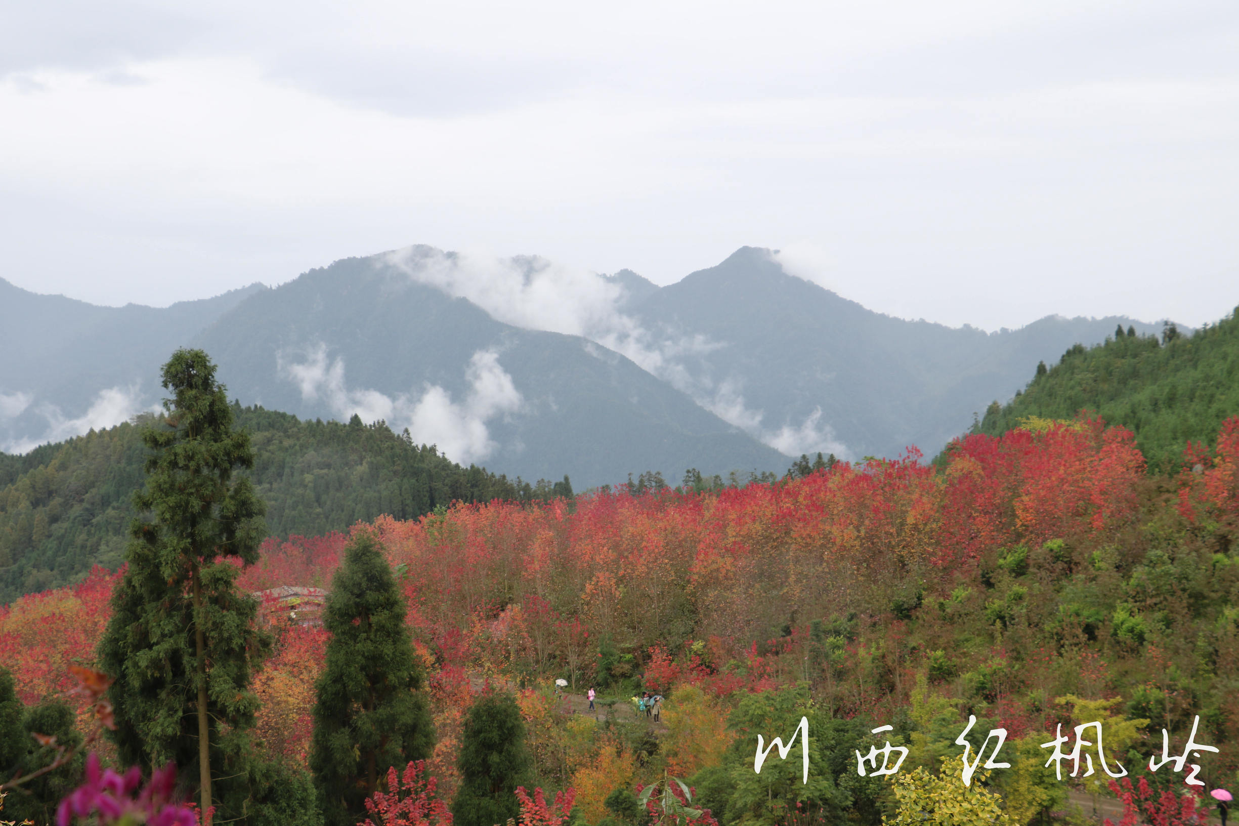 德阳红枫岭旅游,德阳市什邡市红枫岭景区