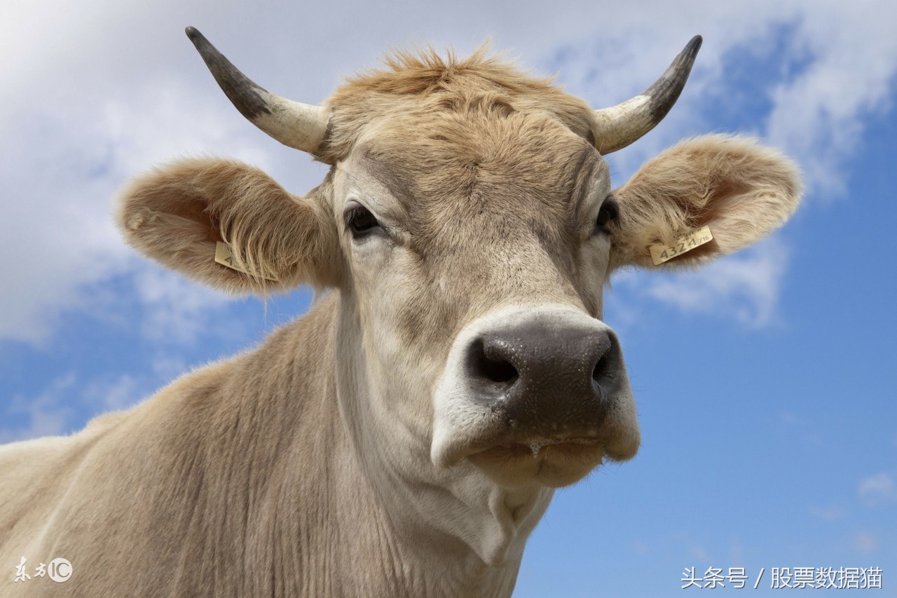 11月16日大涨的股票预测,有望走出单边上涨的股票池