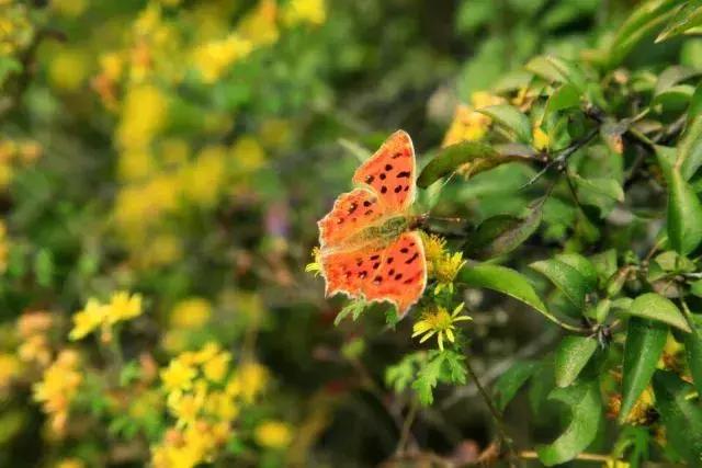 昌平公园的风景,北京昌平滨河免费公园