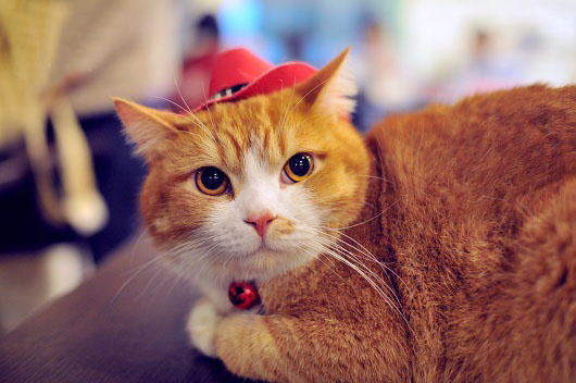 最奢华的宠物,带你看看宠物的奢侈生活