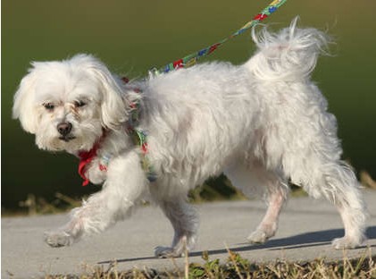 最奢华的宠物,带你看看宠物的奢侈生活