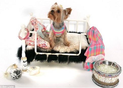最奢华的宠物,带你看看宠物的奢侈生活