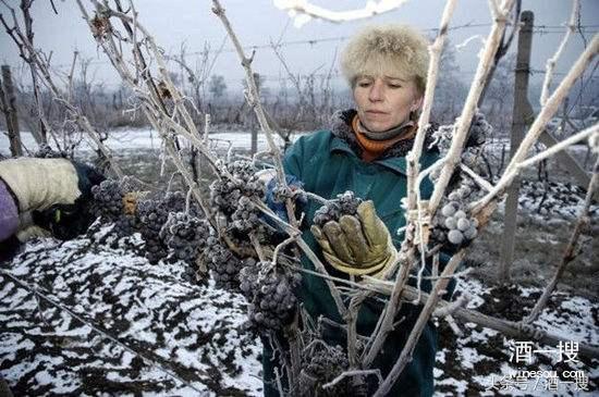 零度之下的隐藏物品,老藤珍酿冰酒